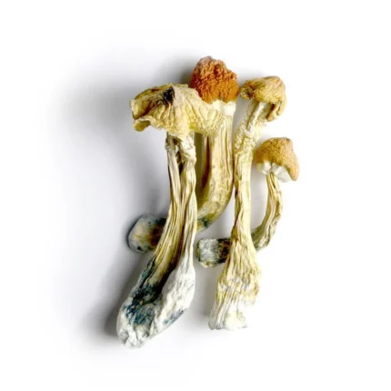 Buy Ecuadorian Magic Mushrooms