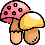 buy magic mushroom