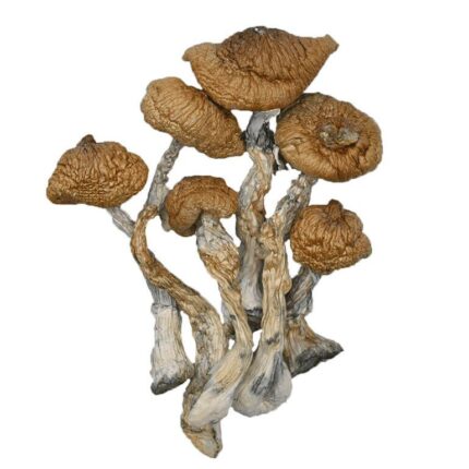 buy blue meanies mushrooms