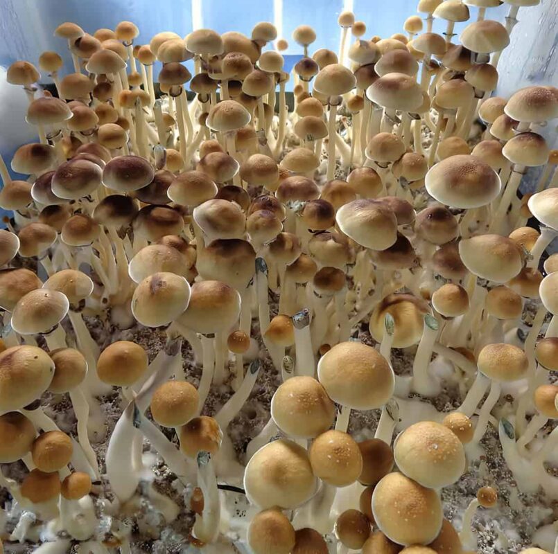 mushroom spores,buy mushroom spores, order