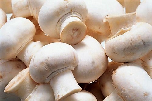 Buy Mushrooms Near Me Online... Pilze kaufen, Buying Mushrooms Online Where to Buy Mushrooms Near Me Psilocybin-Pilze
