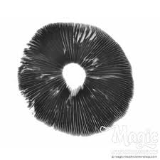 buy magic mushroombenefits of magic mushroommagic mushroom online shopbuy shroomsGolden Teacher Sporesbuy mushroom sporesorder magic mushroomeffects of mushroomuse mushroom for anxietybuy psilocybin mushrooms