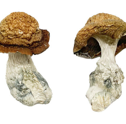 Makilla Gorilla mushroom effects, Gorilla shroom, Makilla Gorilla mushroom,Makilla Gorilla mushroom for sale,buy Makilla Gorilla mushroom online, buy Makilla Gorilla mushroom online, When do magic mushrooms sprout in Alabama?, Where can I buy psychedelics in Las Vegas?, Where can I buy psyilocybin shrooms?, Where can I buy quality mushrooms in Dallas, Where can I find magic mushrooms in Malaysia?, Where can I get psychedelic mushrooms in San Francisco?, Where can I get shrooms in Australia the safest?, Where do people get psychedelics?, where to get psilocybin mushrooms​, Where's the best place in the world to get and try magic mushrooms?