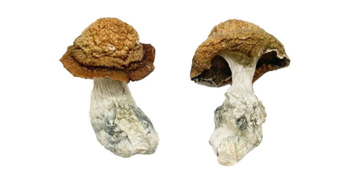Makilla Gorilla mushroom effects, Gorilla shroom, Makilla Gorilla mushroom,Makilla Gorilla mushroom for sale,buy Makilla Gorilla mushroom online, buy Makilla Gorilla mushroom online, When do magic mushrooms sprout in Alabama?, Where can I buy psychedelics in Las Vegas?, Where can I buy psyilocybin shrooms?, Where can I buy quality mushrooms in Dallas, Where can I find magic mushrooms in Malaysia?, Where can I get psychedelic mushrooms in San Francisco?, Where can I get shrooms in Australia the safest?, Where do people get psychedelics?, where to get psilocybin mushrooms​, Where's the best place in the world to get and try magic mushrooms?