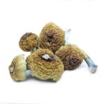 Buy Wavy Cap Mushrooms, Order Wavy Cap mushrooms Online, Psilocybe Cyanescens, Wavy Caps Lookalikes, Where do Wavy Caps Mushrooms Grow?